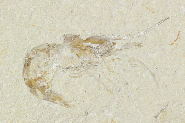 Cretaceous Fossil Shrimp - Lebanon #107679